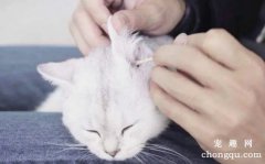 猫咪耳道的检查以及清理方法注意事项