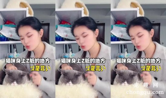 猫咪耳道的检查以及清理方法注意事项