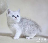 猫咪得肝病之后的喂食营养管理