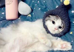 <b>猫咪得皮肤病后的治疗和护理药浴方法</b>