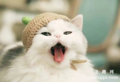 从猫咪眼部症状可以看出哪些全身性疾病?