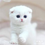 <b>猫咪一天的饮水量是多少，要喝多少水呢?</b>