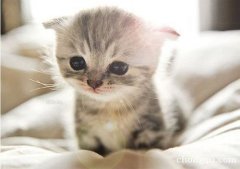 <b>饲养猫咪需要哪些营养物质？</b>