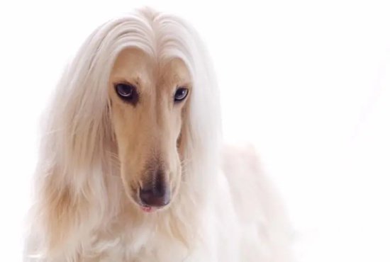 怎么给阿富汗猎犬洗耳？