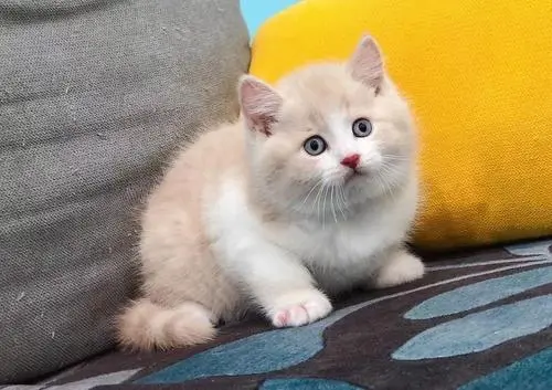 猫杯状病毒感染（FCV）传染性鼻气管炎的症状及治疗