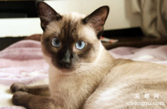 宠物猫感染性腹泻的症状及预防治疗
