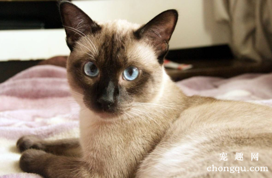 宠物猫感染性腹泻的症状及预防治疗