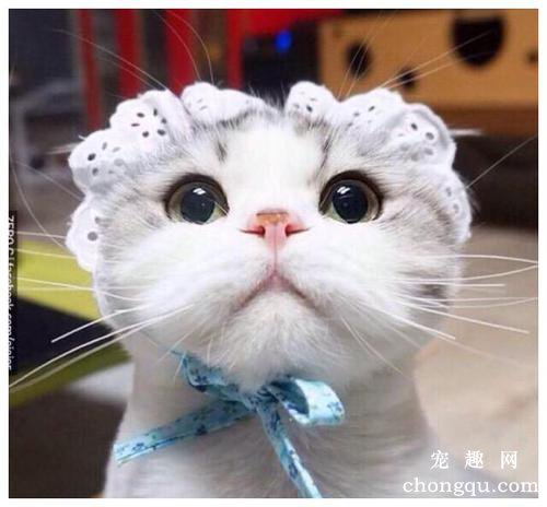 常见的猫砂有哪些类型？