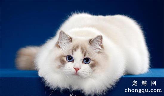 爱猫族饲养猫咪的七大难题