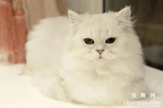 如何解开金吉拉猫身上的毛团呢？