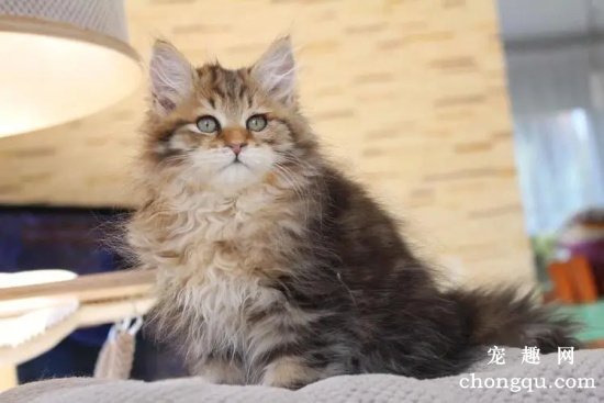 如何选择健康的西伯利亚猫？