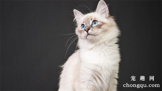 猫咪呕吐吐黄水怎么办？