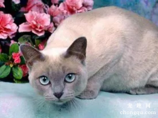 宠物猫高血压怎么办？