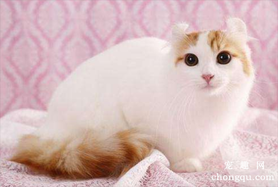宠物猫高血压怎么办？