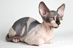 宠物猫防冻液中毒怎么办？
