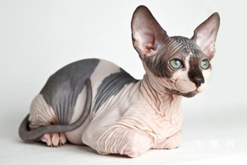 宠物猫防冻液中毒怎么办？