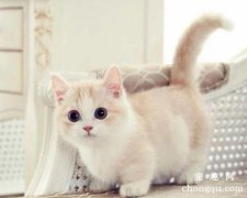 <b>猫咪急性肾功能衰竭的症状与治疗</b>