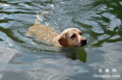 游泳健将—金毛寻回猎犬