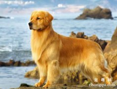 影响金毛犬犬繁殖力的因素及其对应策略