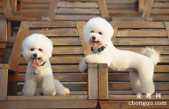 比熊犬得肠炎的症状