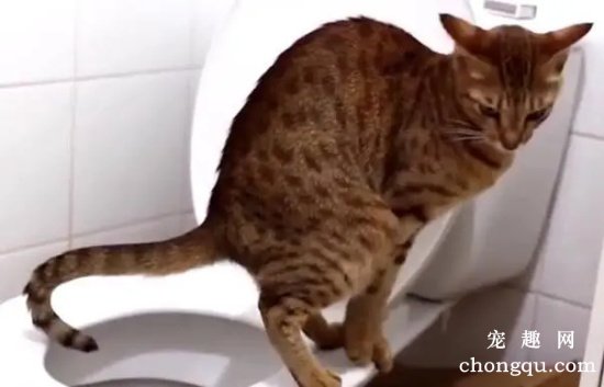 训练猫咪在马桶上上厕所真的好吗？