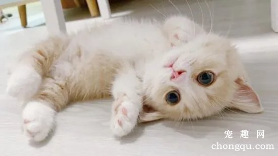 刚出生的小猫什么时候睁眼睛？