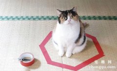 地上画个圈就能圈住猫咪是真的吗？