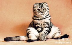 <b>宠物猫上呼吸道感染的预防与治疗</b>