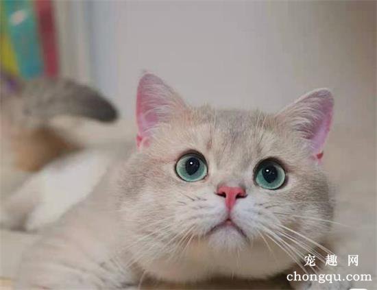 猫咪常见的先天性发育异常眼部疾病有哪些？