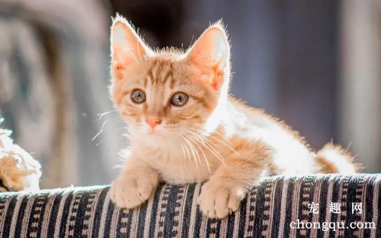 猫咪便便不正常的是什么原因？