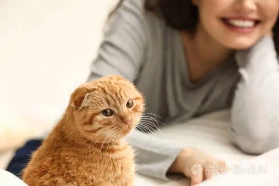 让你的猫咪消除寂寞的方法