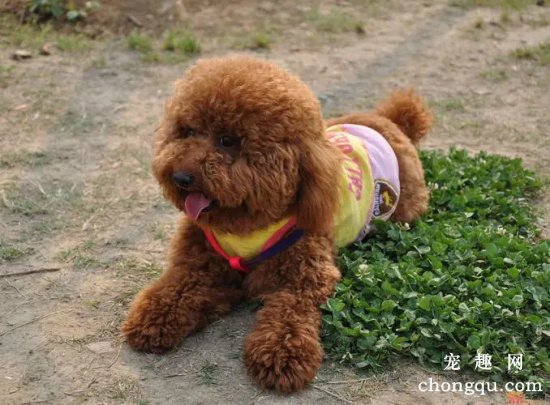 泰迪犬繁育需要注意的问题