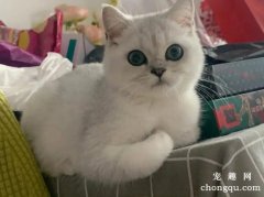 <b>猫咪营养不良怎么办？如何判断猫咪营养不良?</b>