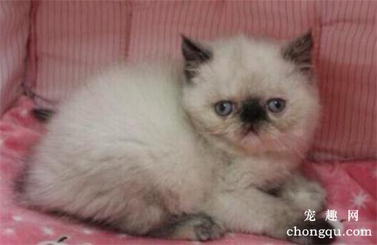 猫咪营养不良怎么办？如何判断猫咪营养不良?
