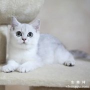 宠物猫黄曲霉素中毒怎么办？