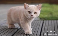 宠物猫异食癖的症状及防治方法