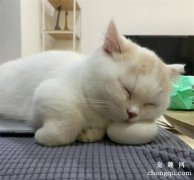 健康猫咪对营养的需求