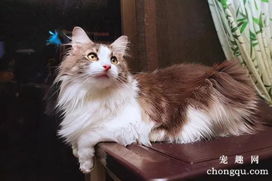 纠正猫咪异常摄食的办法：厌食症、贪食症和异食癖