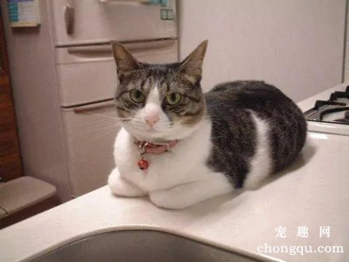 炎炎夏日需要给猫咪剃毛吗？