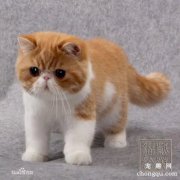 三种常见的猫咪皮肤病：跳蚤过敏性皮肤炎、疥癣症、钱癣