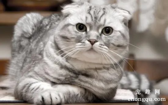 苏格兰折耳猫为什么要绝育？