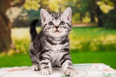 猫咪总是流眼泪？常见原因为结膜炎或者鼻泪管阻塞