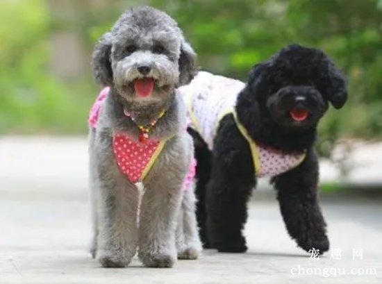 贵宾犬拉肚子怎么办？