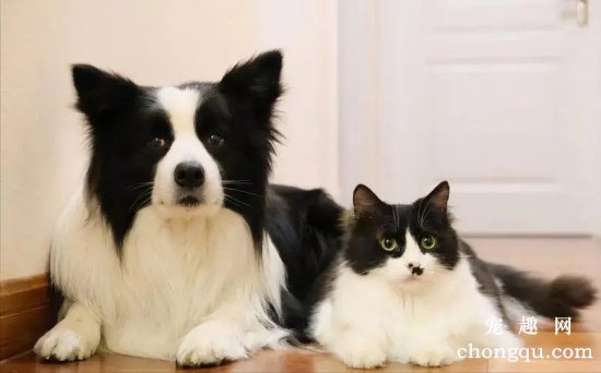 边境牧羊犬拉肚子怎么办