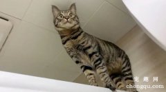 <b>为什么猫咪喜欢待在高处呢？</b>