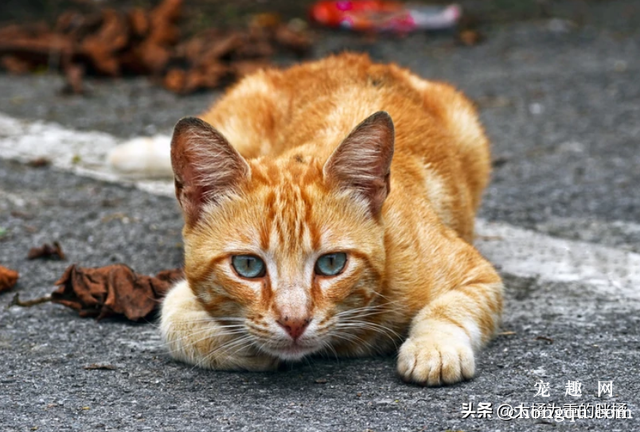 宠物猫护肤法则从皮肤病预防开始