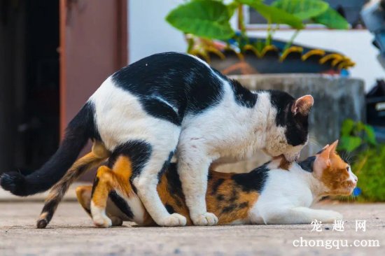 如何促使宠物猫交配繁殖后代？