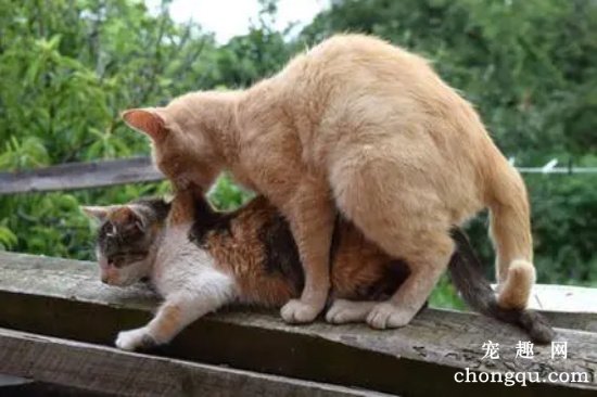 猫咪近亲繁殖有什么影响吗？