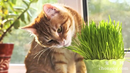 为什么要给猫吃猫草？猫草与猫薄荷的区别
