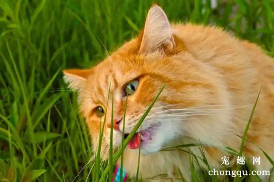 为什么要给猫吃猫草？猫草与猫薄荷的区别